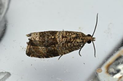 <i>Celypha lacunana</i>