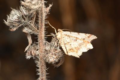 <i>Macaria alternata</i>