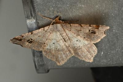 <i>Macaria alternata</i>