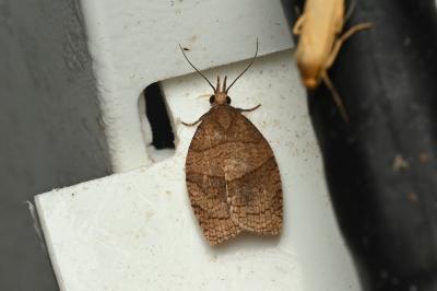 <i>Pandemis dumetana</i>
