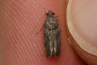 <i>Teleiopsis diffinis</i>