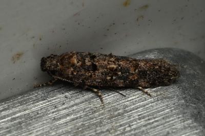 <i>Teleiopsis diffinis</i>