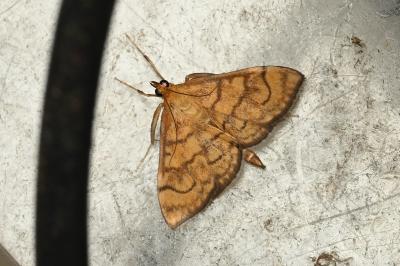 <i>Anania verbascalis</i>