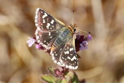 <i>Spialia sertorius</i>