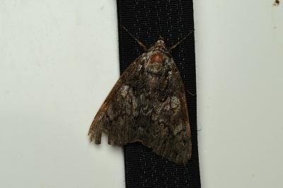 <i>Catocala promissa</i>