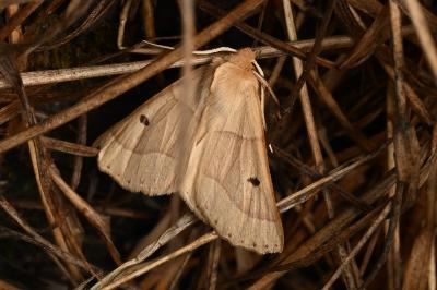 <i>Crocallis elinguaria</i>