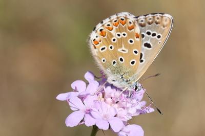 <i>Lysandra bellargus</i>