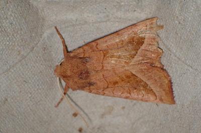 <i>Hydraecia micacea</i>