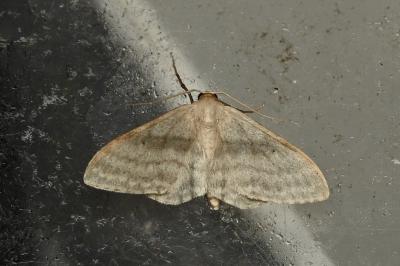 <i>Idaea subsericeata</i>