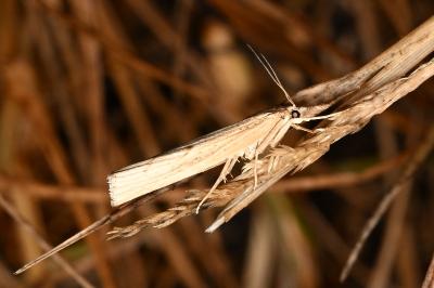 <i>Agriphila geniculea</i>