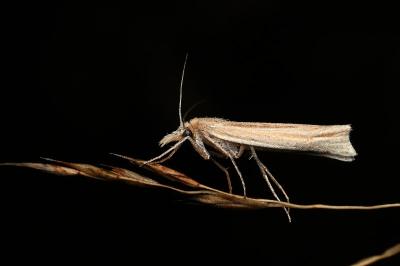 <i>Ancylolomia tentaculella</i>
