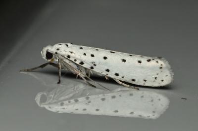 <i>Yponomeuta cagnagella</i>