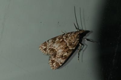 <i>Eudonia mercurella</i>