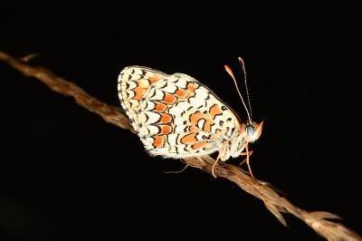 <i>Melitaea phoebe</i>