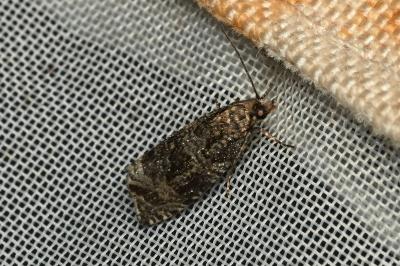 <i>Celypha lacunana</i>