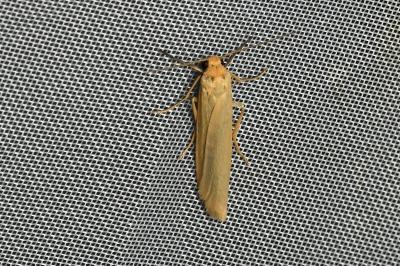 <i>Indalia pygmaeola</i>