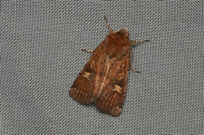 <i>Xestia xanthographa</i>