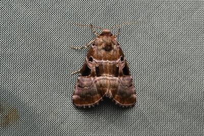 <i>Eucarta amethystina</i>