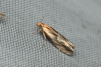 <i>Eucosma</i>