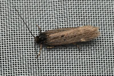 <i>Aroga velocella</i>