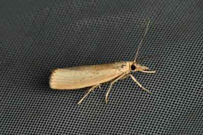 <i>Agriphila straminella</i>