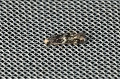 <i>Elachista stabilella</i>