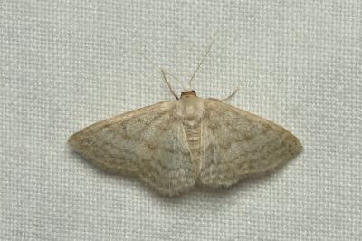 <i>Idaea subsericeata</i>