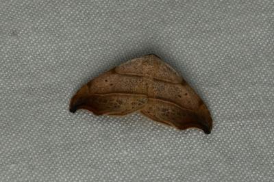 <i>Laspeyria flexula</i>