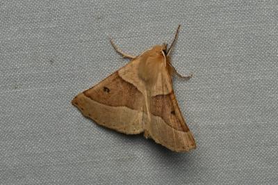 <i>Crocallis elinguaria</i>