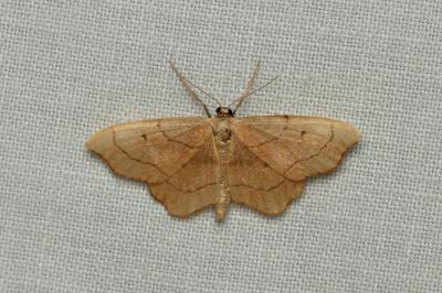 <i>Idaea emarginata</i>