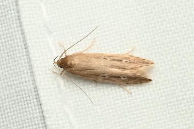 <i>Limnaecia phragmitella</i>