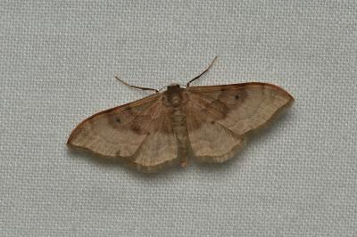 <i>Idaea degeneraria</i>