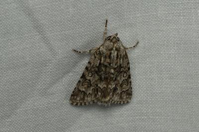 <i>Acronicta auricoma</i>