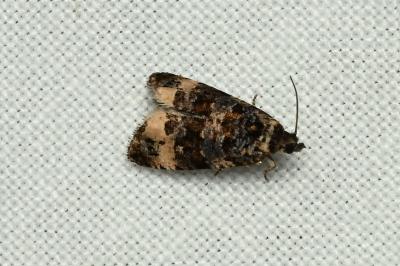 <i>Endothenia</i>