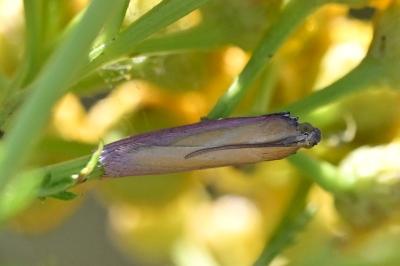 <i>Oncocera semirubella</i>