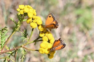 <i>Pyronia tithonus</i>