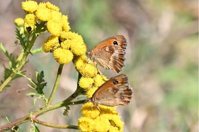 <i>Pyronia tithonus</i>