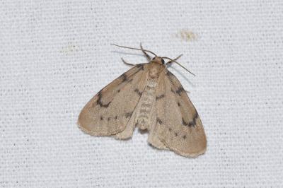 <i>Paidia rica</i>