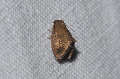<i>Heterogenea asella</i>