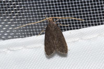 <i>Homaloxestis briantiella</i>