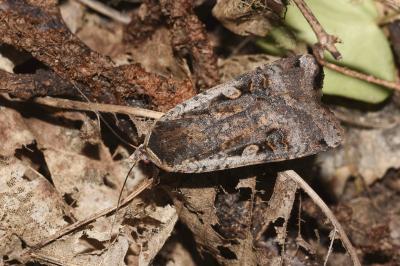 <i>Noctua pronuba</i>