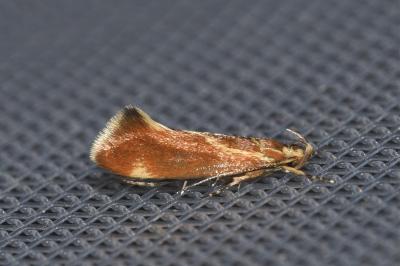 <i>Metalampra italica</i>