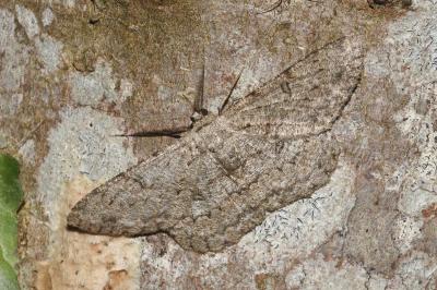 <i>Hypomecis punctinalis</i>