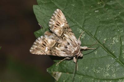 <i>Calophasia lunula</i>
