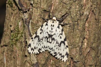 <i>Lymantria monacha</i>