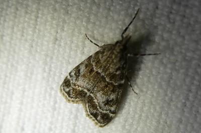 <i>Eudonia mercurella</i>