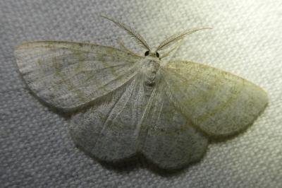 <i>Cabera exanthemata</i>