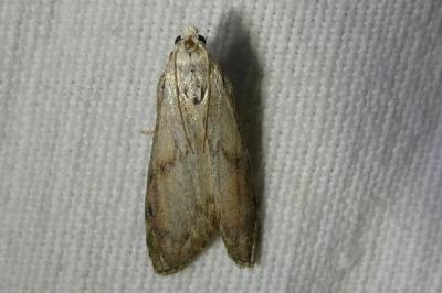 <i>Aphomia sociella</i>