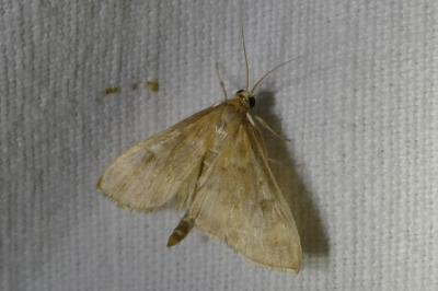 <i>Ostrinia nubilalis</i>