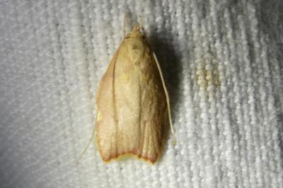<i>Carcina quercana</i>